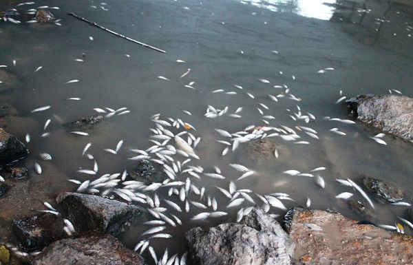 Cá chết nổi dày đặc trên sông Bàu Giang, huyện Tư Nghĩa, tỉnh Quảng Ngãi hồi cuối tháng 4 vừa qua.