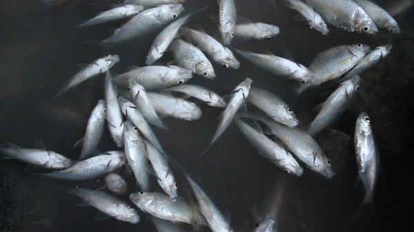 Cá chết 'trắng' sông Bàu Giang nhưng UBND huyện nói không tìm ra thủ phạm