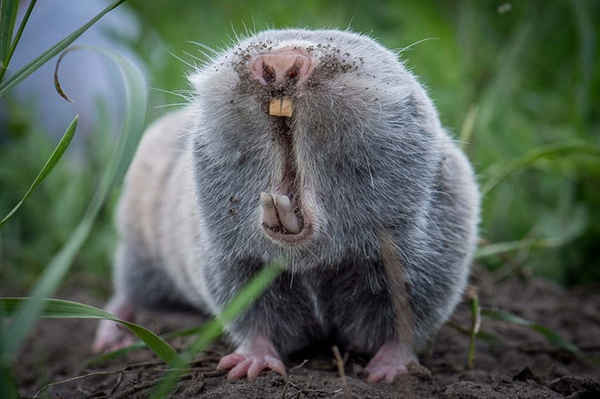 Chuột chũi kiếm ăn ở Albertirsa, Hungary. Ảnh: Sandor Ujvari/EPA