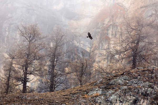 Nhiếp ảnh gia thiên nhiên GDT của năm 2018, người chiến thắng chung cuộc trong hạng mục chim: Maximilian Hornisch (Đức) - Đại bàng vàng, dãy Alps. Ảnh: Maximilian Hornisch / Nhiếp ảnh gia thiên nhiên GDT của năm 2018