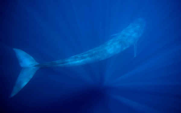 Những chùm ánh sáng xuyên qua nước khi một con cá voi xanh bơi lội ngoài khơi bờ biển Timor Leste. Ảnh: Paul Hilton / Bảo tồn quốc tế