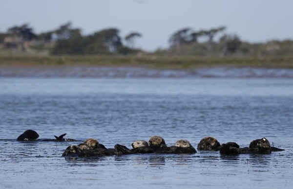 Rái cá biển tại khu bảo tồn Elkhorn Slough ở Moss Landing trên bờ biển California. Ảnh: Eric Risberg / AP