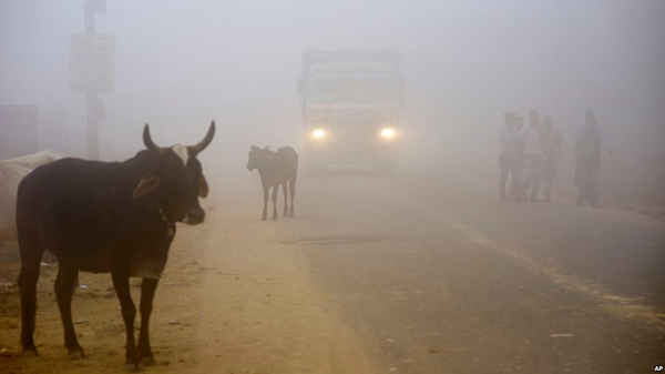  Bò đứng bên lề đường khi một chiếc xe tải chạy trên đường với ánh sáng xuyên qua sương mù ở Greater Noida, gần New Delhi, Ấn Độ vào ngày 8/11/2017
