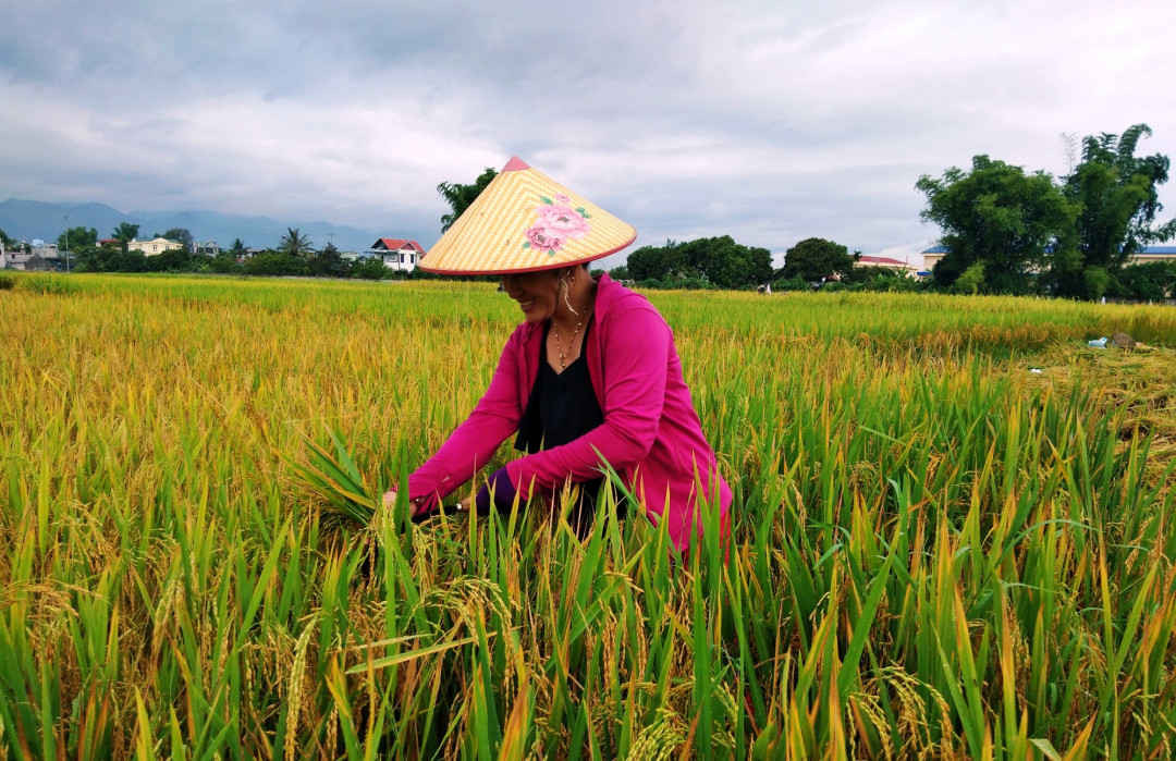 2. Nhiều diện tích lúa lẫn đang phát triển, lan rộng ở cánh đồng Mường Thanh. Trong ảnh: Người dân xã Noong Hẹt đang cắt lúa lẫn.