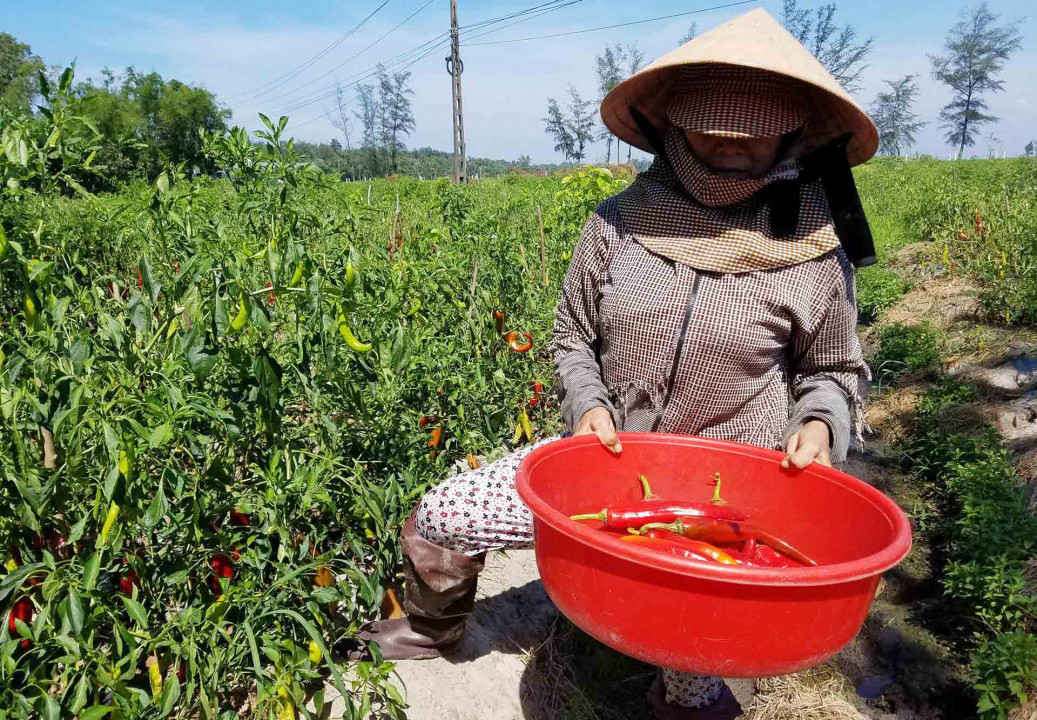 Người dân Thừa Thiên Huế đã yên tâm phần nào khi có doanh nghiệp thu mua ớt...