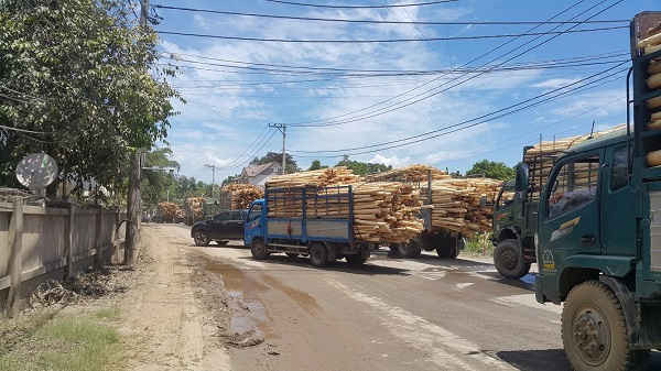 Hàng loạt xe chở gỗ có dấu hiệu quá khổ, quá tải nhưng không bị xử lý