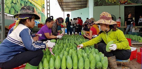 Ngày 25/5, 3 tấn xoài tượng da xanh đã được các hộ nông dân thuộc Hợp tác xã nông nghiệp an toàn Chiềng Hặc thu hái để xuất khẩu sang Úc.