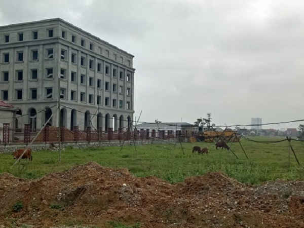Khu đất ở phía Tây Trụ sở Kho bạc Nhà nước tỉnh Nghệ An (đang trong quá trình xây dựng hoàn thiện) trở thành bãi cỏ hoang để chăn bò
