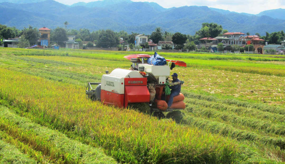 Nông nghiệp Điện Biên đang dần hình thành các vùng chuyên canh sản xuất hàng hóa