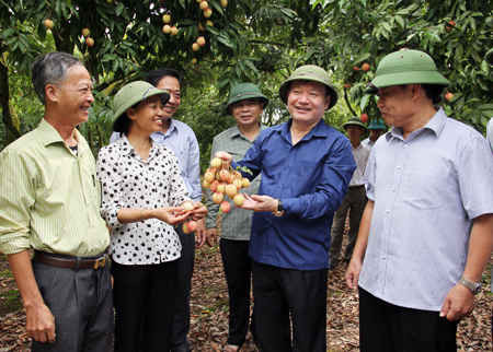 Ông Nguyễn Văn Phóng kiểm tra mô hình trồng vải tại huyện Phù Cừ