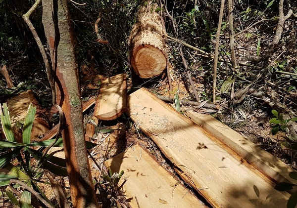 UBND TP. Đà Nẵng yêu cầu các đơn vị ngăn chặn kịp thời hành vi lấn chiếm đất rừng, chặt phá, khai thác rừng trái pháp luật