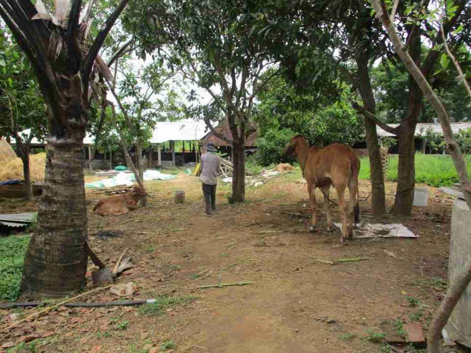 Trang trại của ông Nguyễn Long Vũ Bảo ở thôn Đại Hòa, xã Nhơn Hậu, thị xã An Nhơn là hộ chăn nuôi đầu tiên của tỉnh Bình Định sử dụng công trình khí sinh học quy mô vừa
