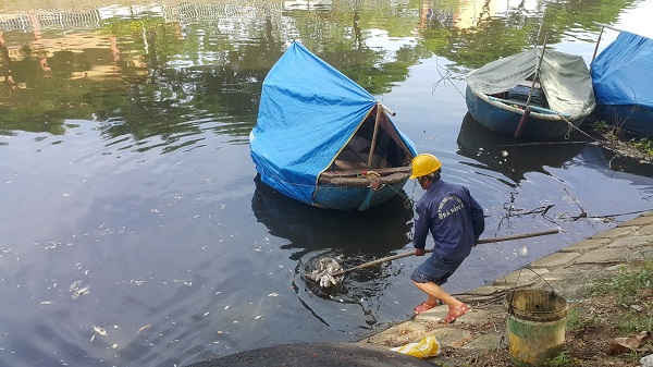 Công nhân Công ty Thoát nước và Xử lý nước thải Đà Nẵng vớt cá chết trên sông Phú Lộc