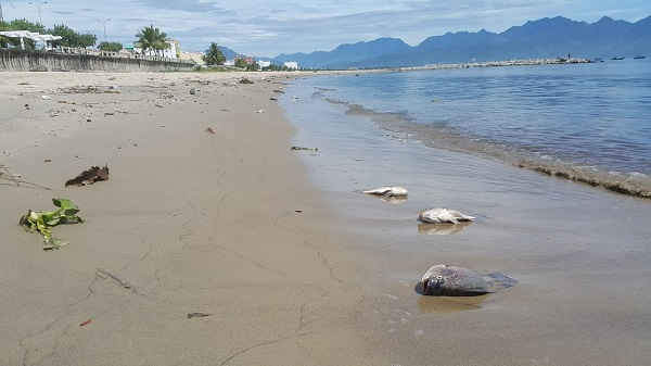 Cá chết trôi ra biển vịnh Đà Nẵng