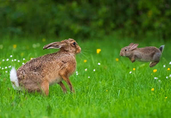 Một chú thỏ con tấn công một con thỏ màu nâu to gấp bốn lần kích thước của nó tại một trang trại ở Shropshire. Ảnh: Andrew Fusek-Peters / SWNS