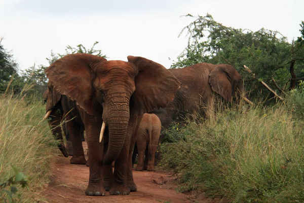 Voi đứng chặn hết cả đường đi trong Vườn quốc gia Akagera, phía Đông Rwanda. Ảnh: Xinhua / Barcroft Images