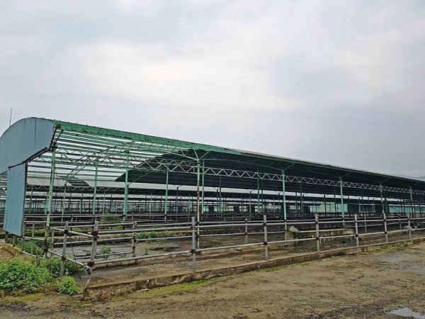 Trang trại chăn nuôi bò của công ty cổ phần chăn nuôi Bình Hà