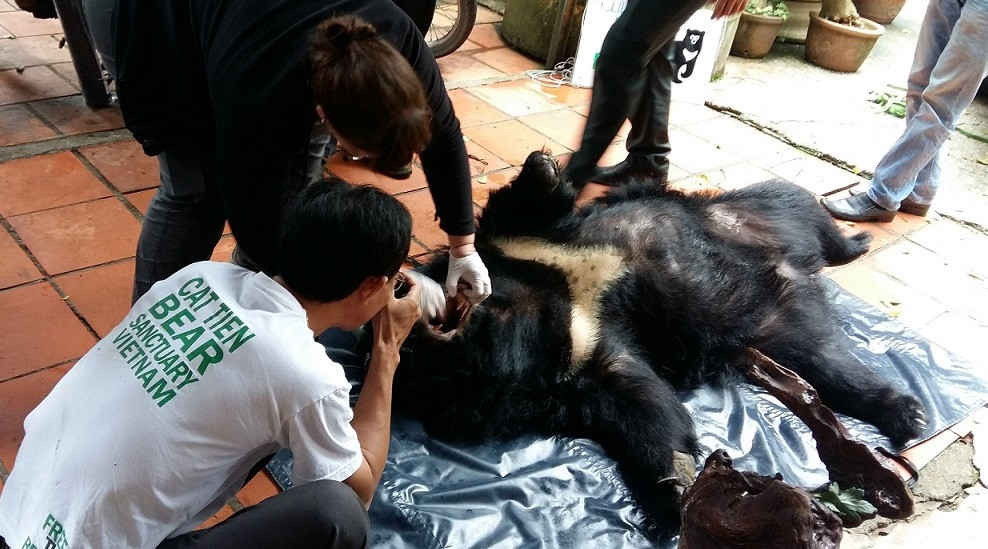Cán bộ kiểm tra sức khỏe cá thể gấu trước khi chuyển giao (nguồn ảnh Chi cục Kiểm lâm tỉnh Lâm Đồng)