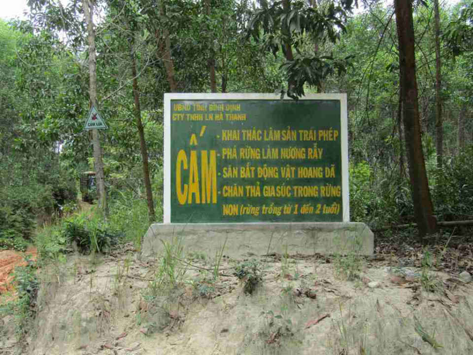 Khu vực rừng do Công ty TNHH Lâm nghiệp Hà Thanh bảo vệ, quản lý, trồng rừng