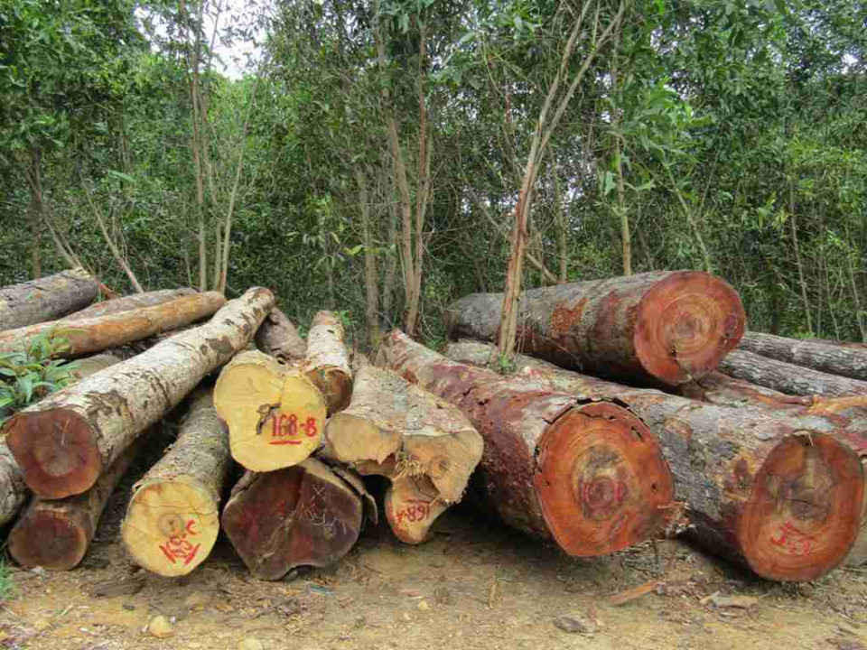 Cận cảnh 277 lóng, 144,967m3 được khai thác từ rừng tự nhiên với đường kính nhỏ nhất là 20cm và lớn nhất là 100cm hàng chục năm tuổi bao gồm nhiều loại gỗ quý hiếm đang nằm cách xa Trạm Quản lý bảo vệ rừng Hà Dế