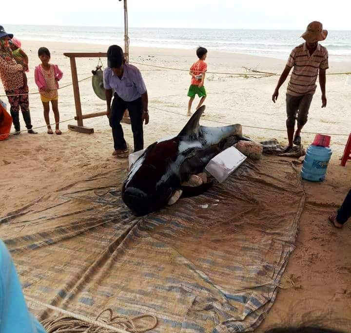 Người dân dựng lán trại chuẩn bị chôn cất cá Ông trôi dạt bờ biển xã Bình Châu