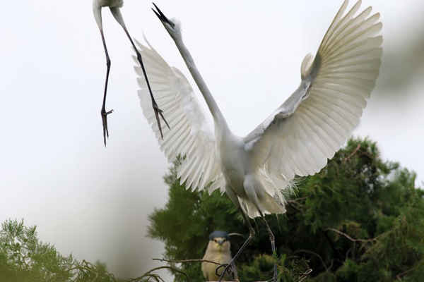 Chim diệc bạch trong công viên rừng Qidashan ở thành phố Hoài An, tỉnh Giang Tô, phía Đông Trung Quốc. Ảnh: Pacific Press / Barcroft Images