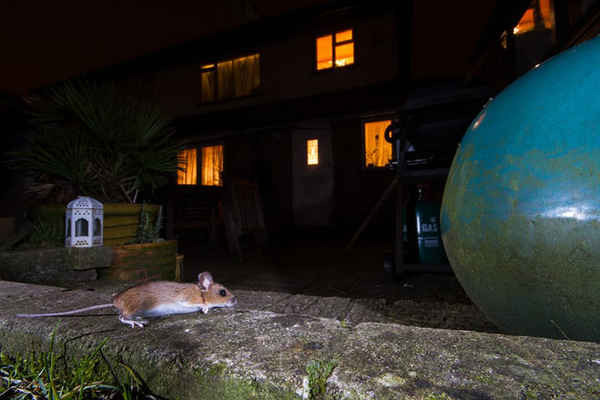 Chuột gỗ kiếm ăn trong đêm tại một khu dân cư ở Anh. Ảnh: Joshua Birch / The Mammal Society