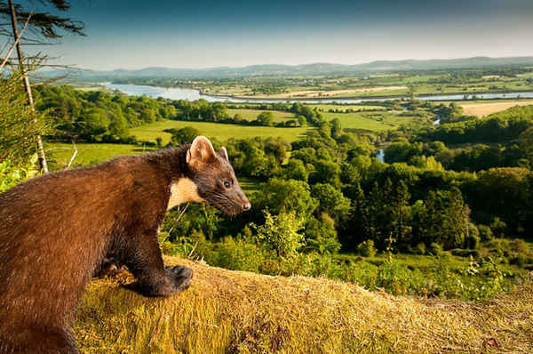 Chồn vàng gỗ thông - một trong số ít động vật có vú hoang dã hoạt động tốt ở Anh (mặc dù số lượng hiện chỉ có 3.700 con). Ảnh: Maurice Flynn / The Mammal Society