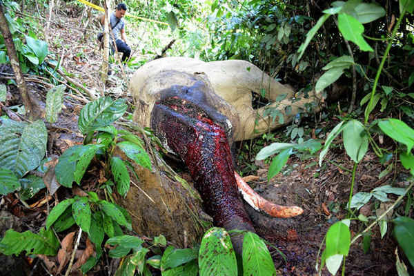 Một con voi 37 tuổi có tên Bunta được phát hiện đã chết và bị mất một cái ngà ở khu bảo tồn gần Lokop thuộc tỉnh Aceh ở Indonesia. Ảnh: Al Mahdi / AFP / Getty Images
