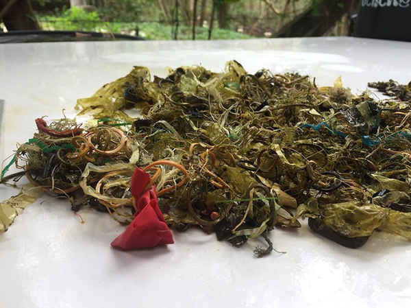 Mảnh vụn nhựa được lấy ra từ dạ dày của một con rùa xanh - loài được bảo vệ tại trung tâm biển ở Chantaburi, Thái Lan. Con rùa đã không thể ăn và chết hai ngày sau đó. Ảnh: Trung tâm phát triển tài nguyên biển và ven biển / AFP / Getty Images