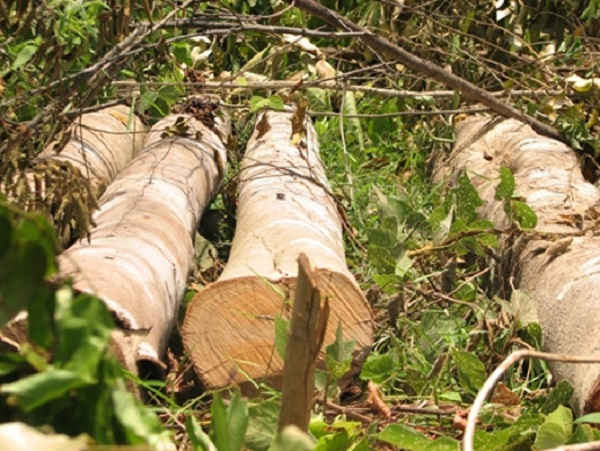 Người dân xã Châu Bình kéo vào phá rừng tập thể của Lâm trường Cô Ba vì cho rằng đơn vị này “ôm” quá nhiều đất trong khi người dân thiếu đất sản xuất