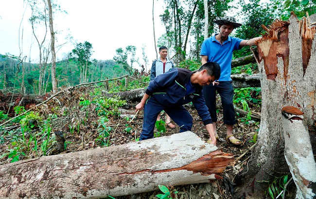 Tình trạng phá rừng trái phép tại các tỉnh Tây Bắc vẫn diễn biến phức tạp