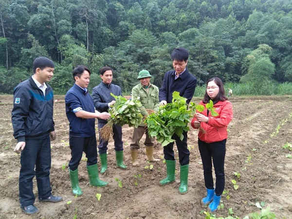Huyện Trấn Yên ra quân trồng dâu tại xã Hòa Cuông, phấn đấu trong năm 2018 trồng mới 100ha dâu