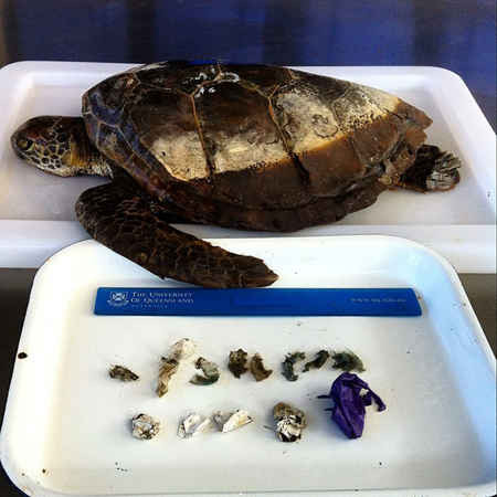 Một quả bóng và các mảnh vụn khác được lấy ra từ một con rùa biển ở Đảo Bắc Stradbroke, Queensland, Australia. Ảnh: Reuters