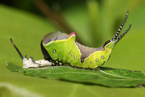 Một con sâu bướm Puss “nghỉ ngơi” trên lá cây dương chỉ sau khi nó vừa lột da, Vương quốc Anh. Ảnh: Sandra Standbridge / Alamy Stock Photo