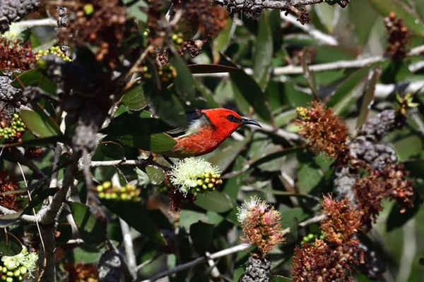 Một con chim hút mật đực màu đỏ đang ăn trên một cây bụi Úc có khóm hoa bông đỏ nhị to  ở Brisbane, Australia. Ảnh: Alamy Stock Photo