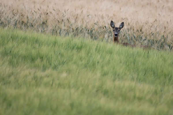 Một con hươu trong cánh đồng gần Herrnleis, Áo. Ảnh: Christian Bruna / EPA