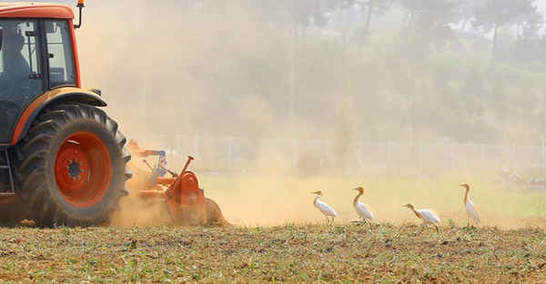 Những con diệc trắng đuổi theo một chiếc máy kéo để bắt những con giun được đào lên tại một cánh đồng lúa ở Suwon, tỉnh Gyeonggi, Hàn Quốc. Ảnh: Rural Development Administration / EPA