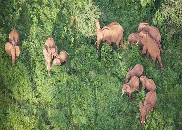 Hiện nay loài voi đang đứng trước nguy cơ tuyệt chủng