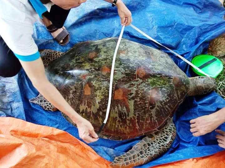Con rùa biển khoảng 80kg bị chết do mắc lưới ngư dân