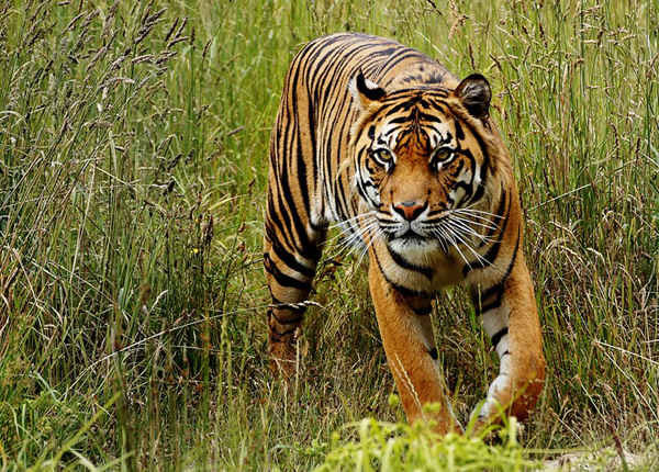 Một con hổ Sumatra. Phân tích mới cho thấy các đồn điền dầu cọ phá hủy rừng nhiệt đới đã gây thiệt hại cho hơn 190 loài bị đe doạ, bao gồm đười ươi và hổ. Ảnh: Bernard Spragg / IUCN