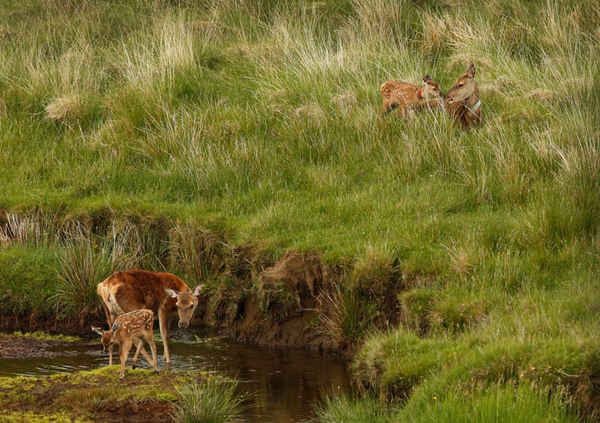 Con hươu đỏ trong mùa sinh sản bị mắc kẹt trên đảo Rum, Inner Hebrides, Scotland. Ảnh: Murdo Macleod