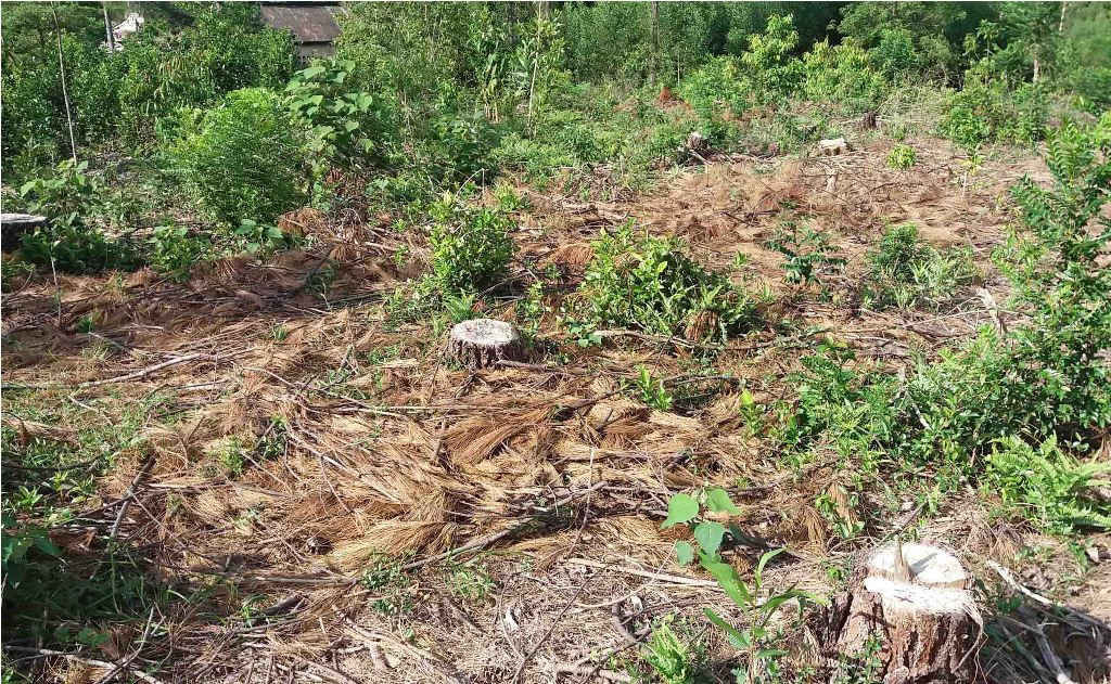 Tình trạng phá rừng tại Huế diễn biến khá phức tạp trong thời gian qua