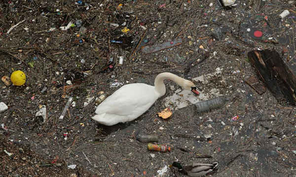Thiên nga bơi trong con sông Thames ngập rác ở London, Anh. Ảnh: Nigel Bowles / Alamy Stock Photo