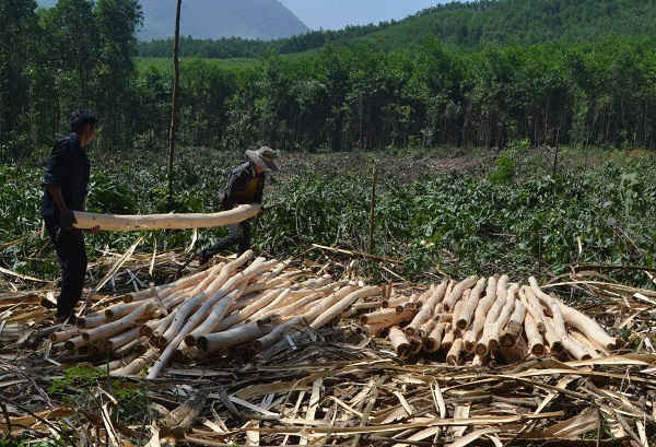 Giá cây nguyên liệu tụt giảm mạnh, khiến cho người trồng rừng thua lỗ nặng.
