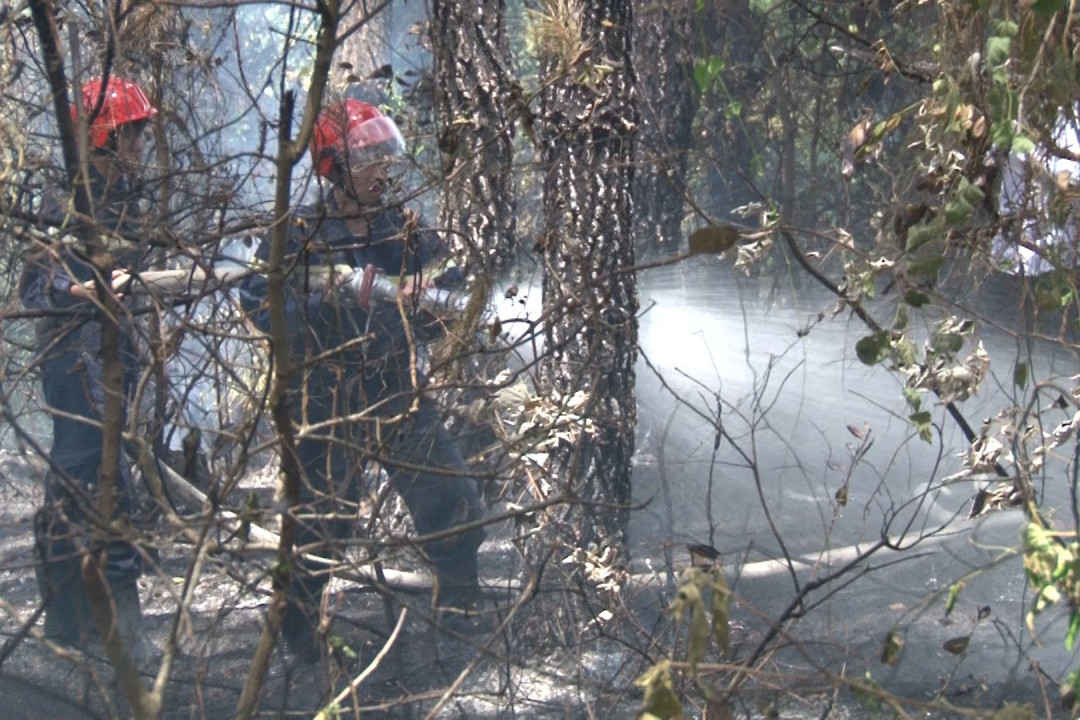 Những vụ cháy bất thường khiến nhiều diện tích rừng thông đặc dụng bị “bà hỏa” thiêu rụi...