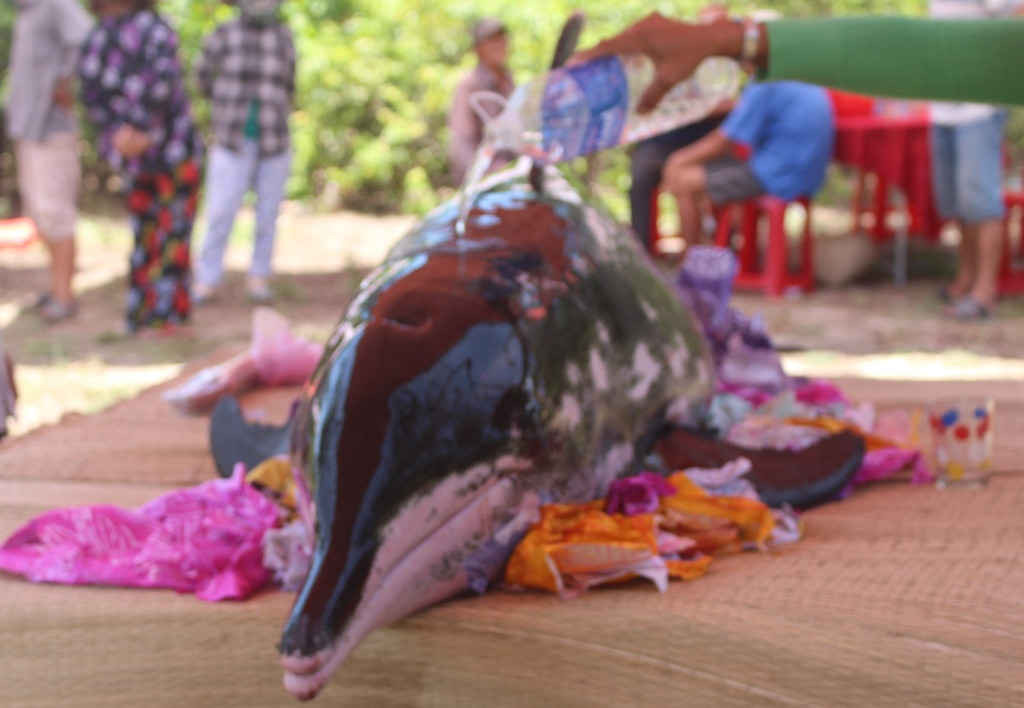 Cá voi nặng 200kg dạt vào bờ biển Quảng Nam