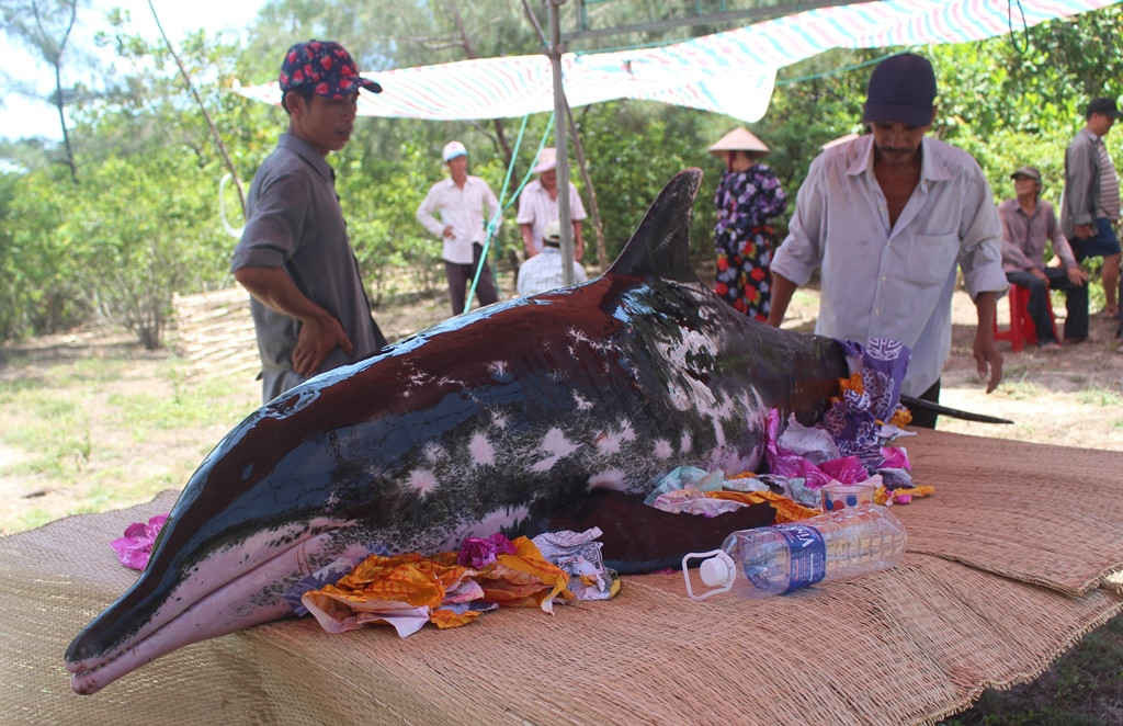 Người dân thôn Trung Phương đưa cá voi trôi dạt vào lăng chuẩn bị án táng