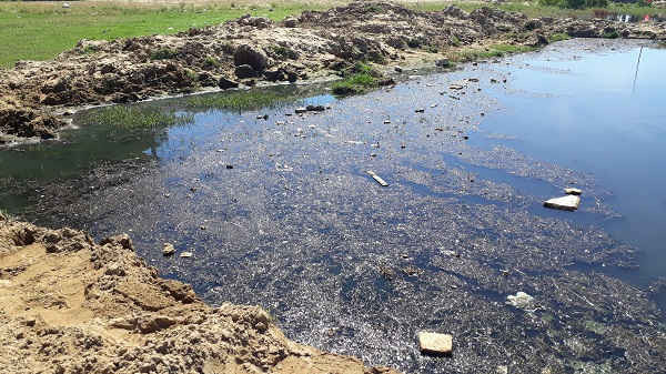 Nước thải ô nhiễm nặng khiến cỏ cũng chết héo