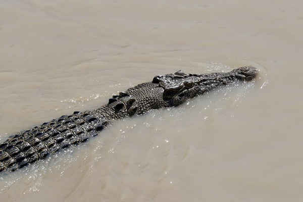 Một con cá sấu nước mặn lớn bơi qua chiếc thuyền du lịch trên sông Adelaide ở Lãnh thổ phía Bắc nước Úc. Ảnh: Richard Wainwright / AAP
